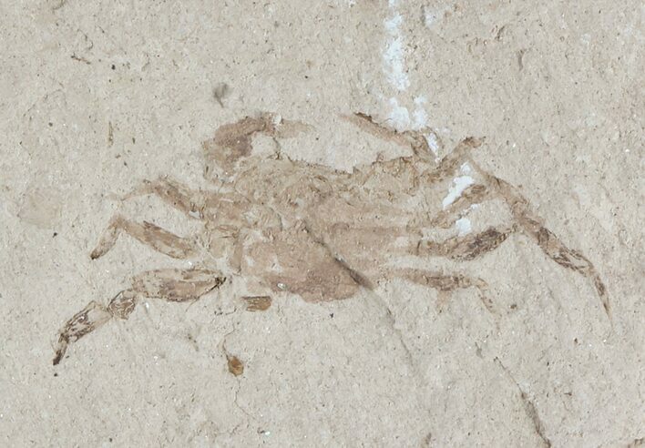 Fossil Pea Crab (Pinnixa) From California - Miocene #47035